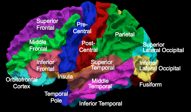 The lateral (top) surface of the human cerebral cortex parcellated into 24 sub-regions.