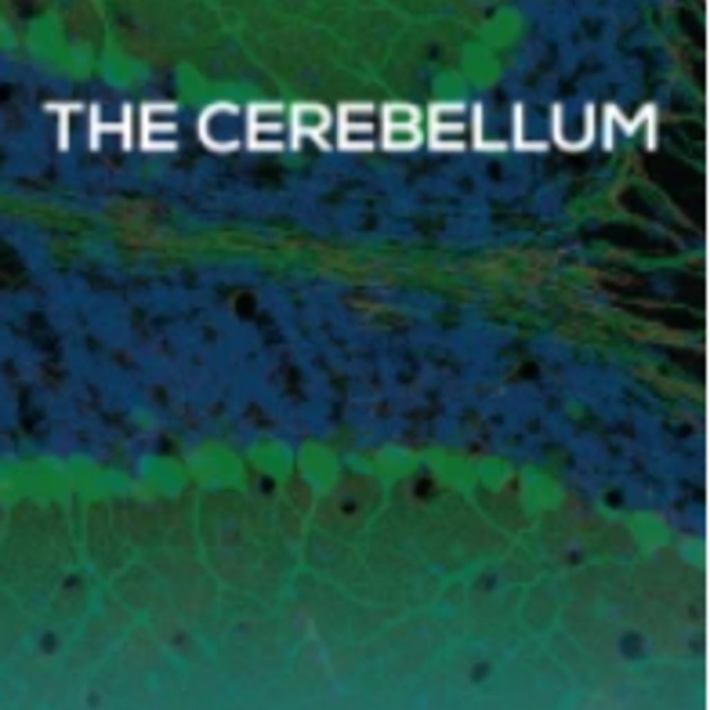Cerebellum